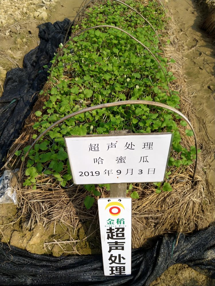 金稻農(nóng)業(yè)大田田間調(diào)查