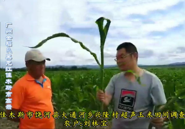 黑龍江省佳木斯市饒河縣大通河鄉(xiāng)興隆村超聲玉米田田間調(diào)查