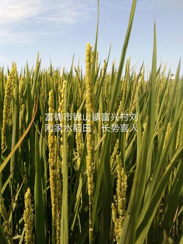 黑龍江雙鴨山市與佳木斯市的超聲波玉米、水稻種植田調(diào)查