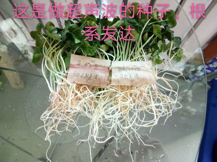 新疆省庫(kù)爾勒市棉花種植田間調(diào)查觀摩會(huì)