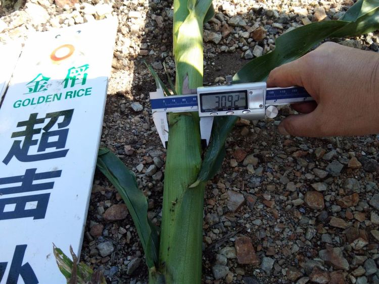 黑龍江雙鴨山市與佳木斯市的超聲波玉米、水稻種植田調(diào)查