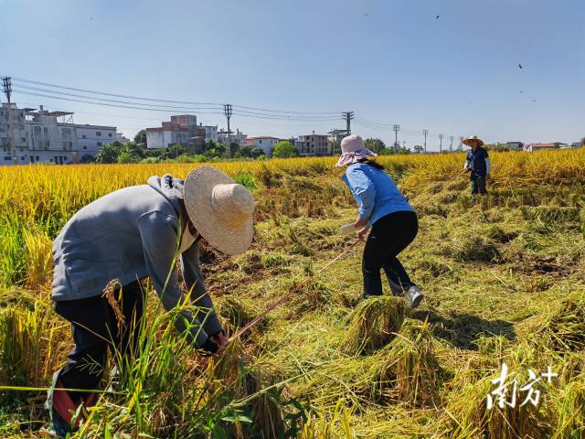 超聲種子增產(chǎn)預(yù)處理后，廣東興寧雙季絲苗香米突破畝產(chǎn)1446.18公斤，再創(chuàng)世界紀(jì)錄！
